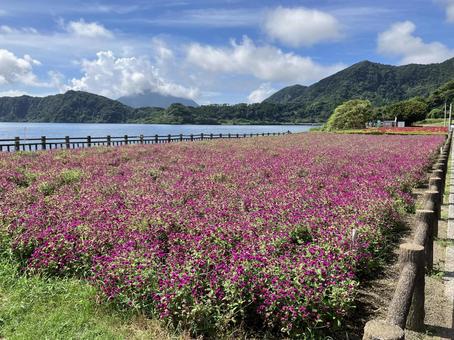 開聞岳 池田湖 お花畑 開聞岳 池田湖 お花畑の写真