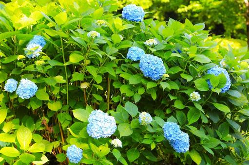 アジサイ31(横浜市内にて) アジサイ31(横浜市内にて) アジサイ,梅雨時,花の写真素材