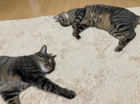 猫 猫の写真