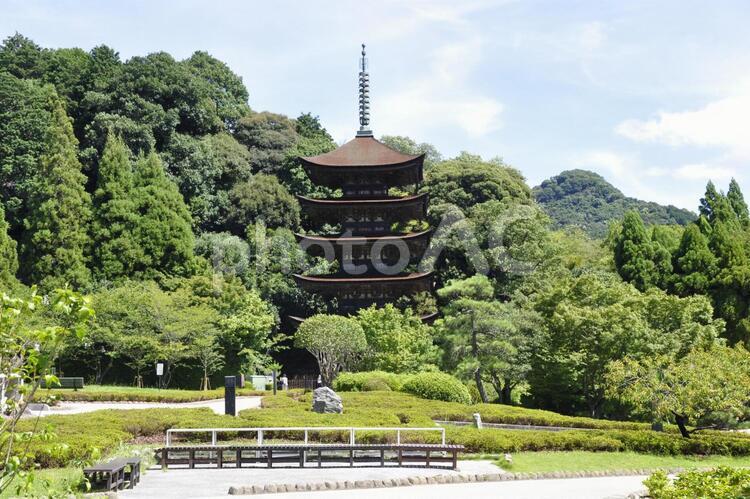 五重塔を眺める 五重の塔,瑠璃光寺,曹洞宗の写真素材