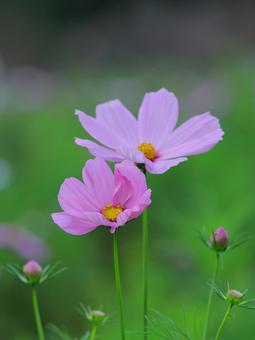 コスモスの花園-8 コスモスの花園-8の写真
