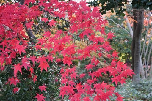 紅葉24 自然,もみじ,秋の写真素材