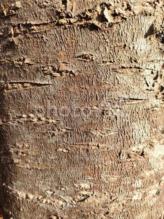 木の幹の質感が際立つ樹皮のクローズアップ 木,幹,樹皮の写真素材