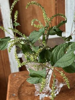 イノコヅチ 季節のしつらい,イノコヅチ,ガラスの写真素材