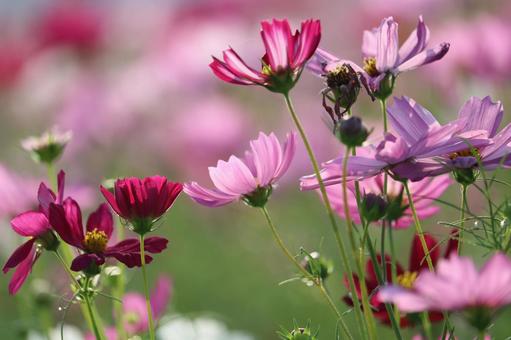 コスモスの写真