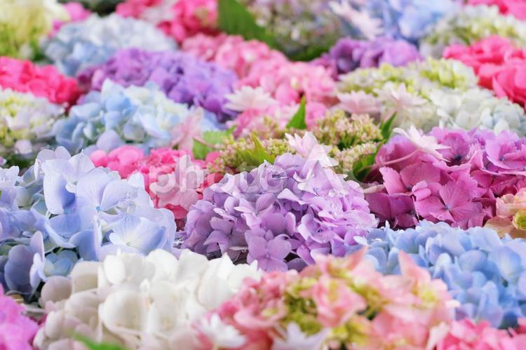 紫陽花　梅雨の季節 あじさい,花,紫陽花の写真素材