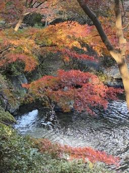 初紅葉 紅葉,西の丸庭園,紅葉渓庭園の写真素材