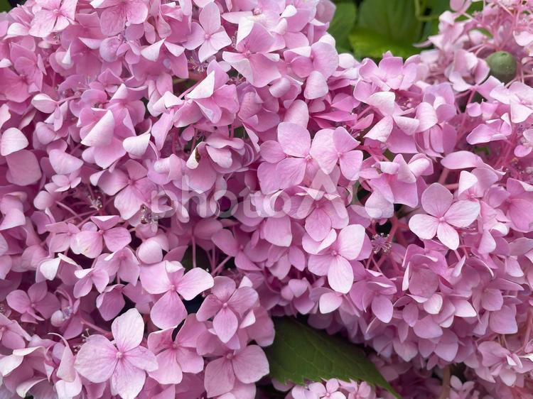 満開の鮮やかなピンクのアジサイの花 あじさい,紫陽花,ピンクの写真素材