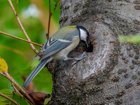 木にとまるシジュウカラ 木にとまるシジュウカラの写真