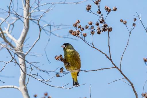 青空とカワラヒワの春のひととき 青空とカワラヒワの春のひととき カワラヒワ,鳥,野鳥の写真素材