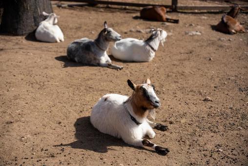 のんびりひなたぼっこするヤギたち ヤギ,動物,家畜の写真素材