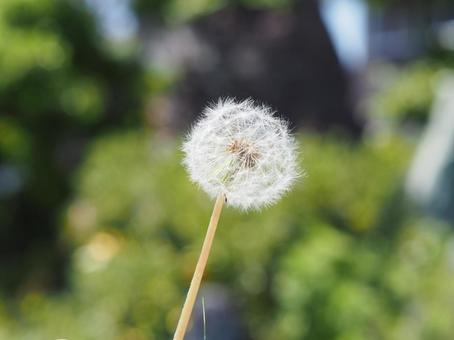 たんぽぽの綿毛 たんぽぽ,綿毛,植物の写真素材