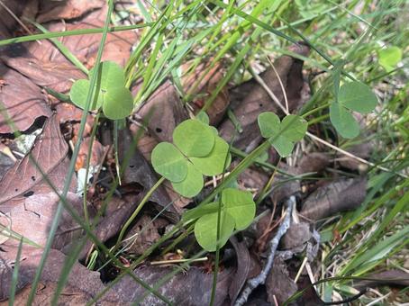 Photo, clover, white grass, netherlands genge, 