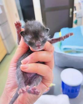 捕まった 捕まった 可愛い,猫,保護猫の写真素材
