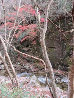 秋の渓谷の写真