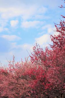 青空と梅の木 青空と梅の木の写真