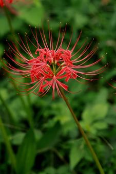 曼殊沙華の写真