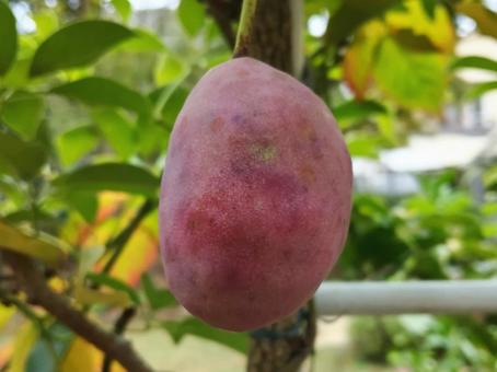 すっきりとした甘さのムベ 果実,ムベ,郁子の写真素材