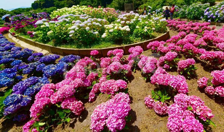 円形の花壇が美しい　あじさいガーデン あじさい,紫陽花,あじさいの里の写真素材