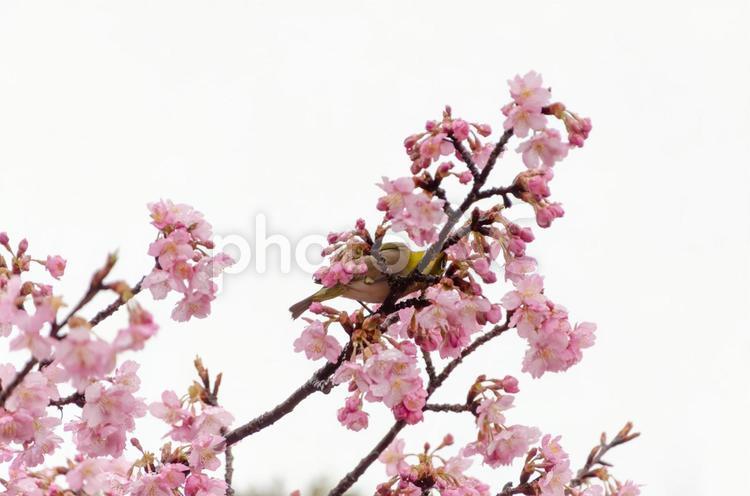 桜の枝で花をついばむメジロ メジロ,鳥,野鳥の写真素材