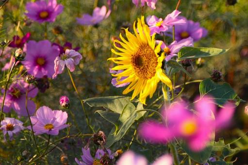 ひまわりとコスモス ひまわり,コスモス,花の写真素材