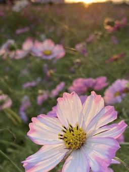 秋の夕暮れ時に咲きほこるコスモスの花 コスモス,秋桜,花の写真素材