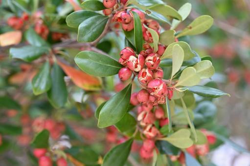 モッコク モッコク モッコク,アカミノキ,木の写真素材