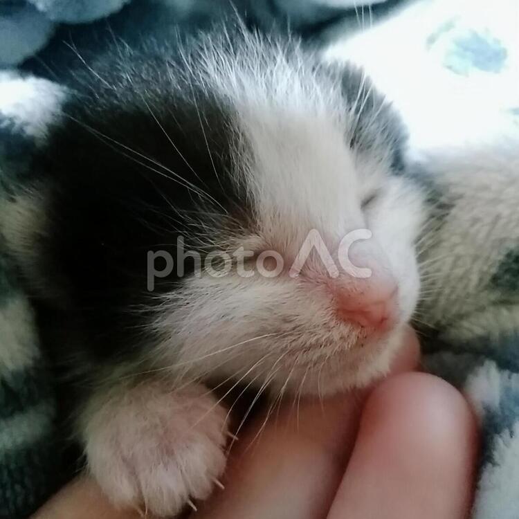 スヤスヤ眠る、猫の赤ちゃん 猫,可愛い,若いの写真素材