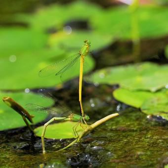 キイトトンボの写真