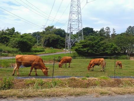 牛(ジャージー種) 牛(ジャージー種) ジャージー牛,ジャージー種,牛の写真素材