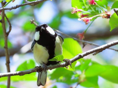 シジュウカラ シジュウカラ シジュウカラ,可愛い,鳥の写真素材
