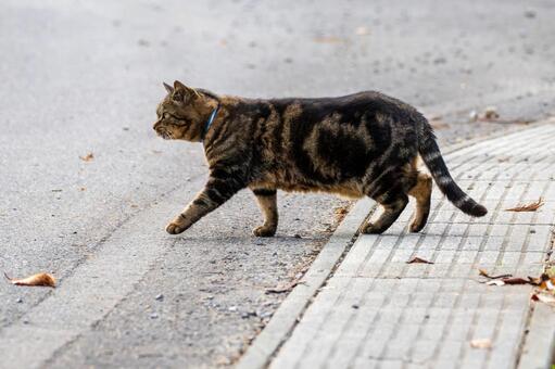 猫(334) 猫,食肉目,ネコ科の写真素材