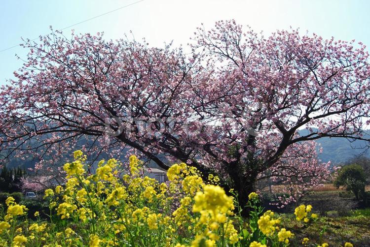 桜と菜の花 河津桜,桜,菜の花の写真素材