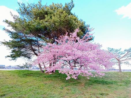 松と桜 松と桜の写真