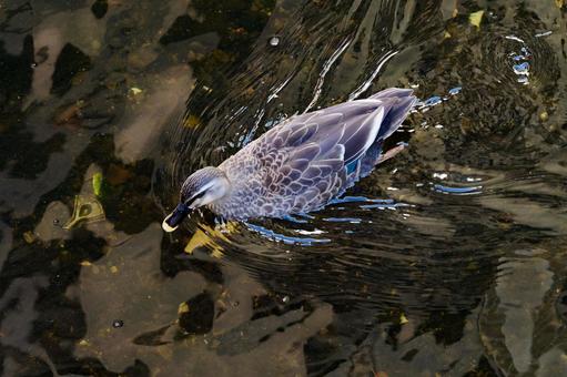 Photo, white-rumped spot-billed duck, water surface, bird, 