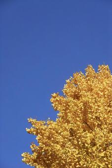 青空に映える一本の黄金色の銀杏 銀杏,イチョウ,黄葉の写真素材