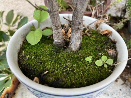 植木鉢の苔 植木鉢,苔,鉢の写真素材