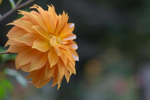 照片, 大丽花, 花园, 复制空间, 