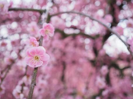 三輪の梅 背景,自然,梅の写真素材