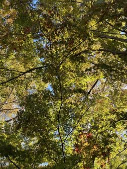 初紅葉 初紅葉,もみじ,紅葉の写真素材