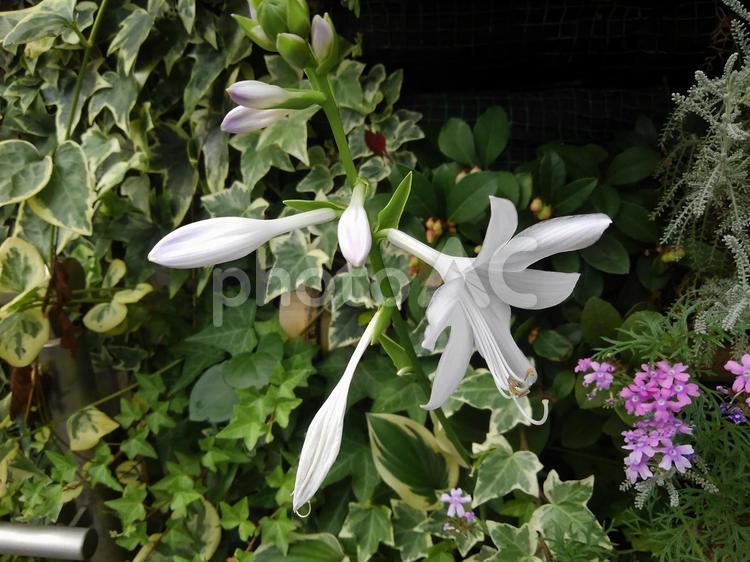 花が美しいギボウシ 梅雨,ギボウシ,夏の写真素材