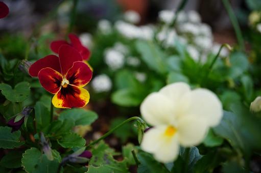 パンジー　ビオラ　赤 パンジー,ビオラ,花の写真素材