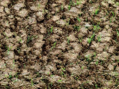 Rice field, JPG