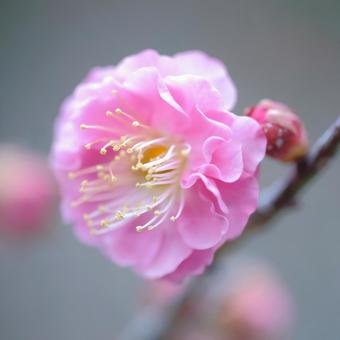 梅 梅 梅,花,梅花の写真素材