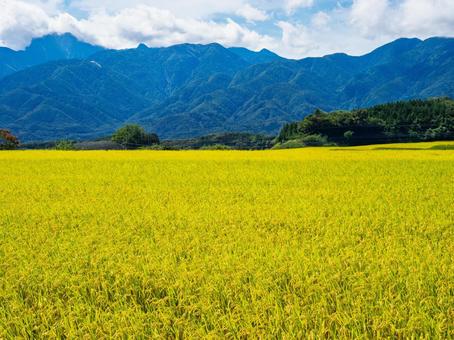 甲斐駒ヶ岳、稲穂、青空、雲 甲斐駒ヶ岳、稲穂、青空、雲 甲斐駒ヶ岳,稲穂,秋の写真素材