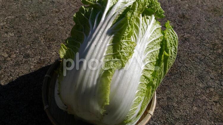 冬の穫れたて「白菜」1 おいしい,なべ,ふゆの写真素材
