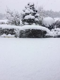 雪の庭 雪の庭 雪,庭,冬の写真素材