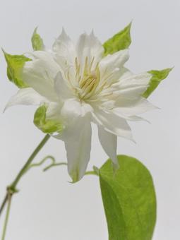 白色のクレマチスの花 白色のクレマチスの花の写真