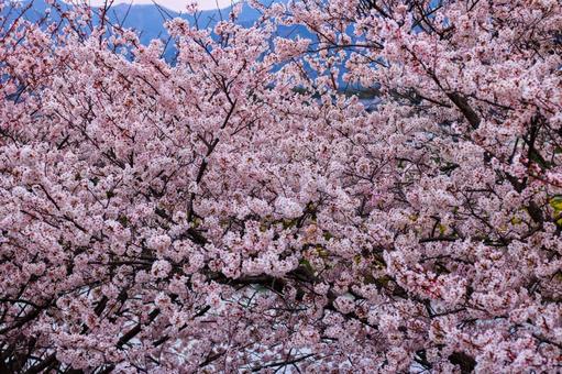 神々しい満開の桜 神々しい満開の桜の写真