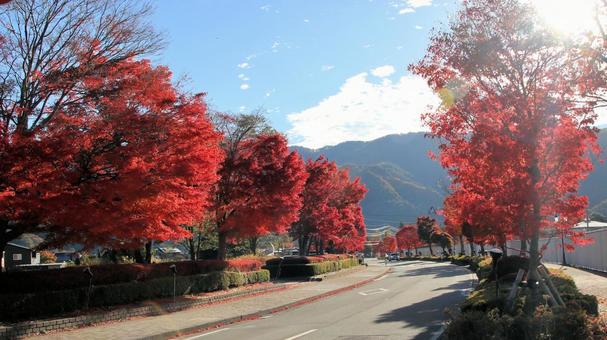 11月の河口湖畔もみじ街道紅葉 紅葉,秋,もみじの写真素材